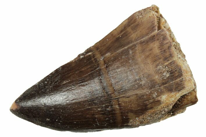 Fossil Mosasaur (Prognathodon) Tooth - Morocco #237162